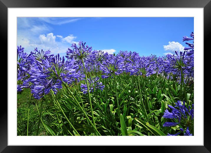 Blue  Alliums in the sunshine  Framed Mounted Print by Jonathan Evans