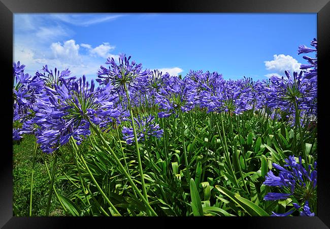 Blue  Alliums in the sunshine  Framed Print by Jonathan Evans