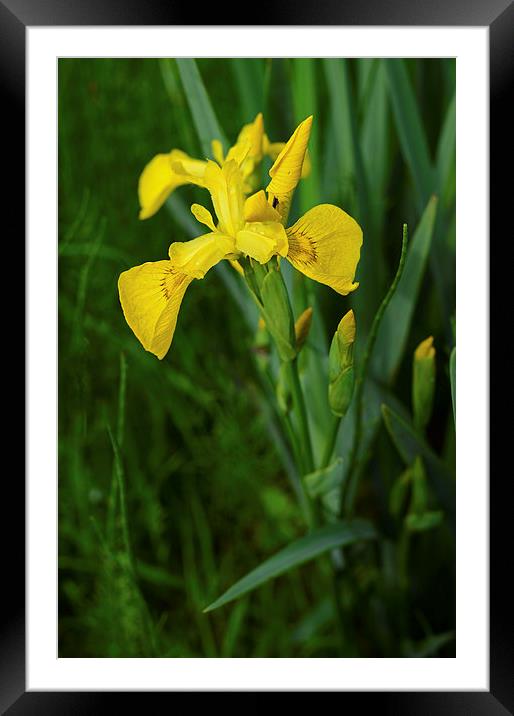 Yellow Iris and rain drops on the petals Framed Mounted Print by Jonathan Evans