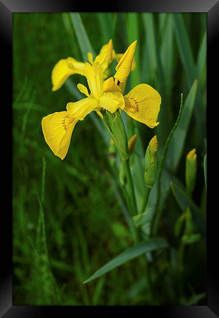 Yellow Iris and rain drops on the petals Framed Print by Jonathan Evans