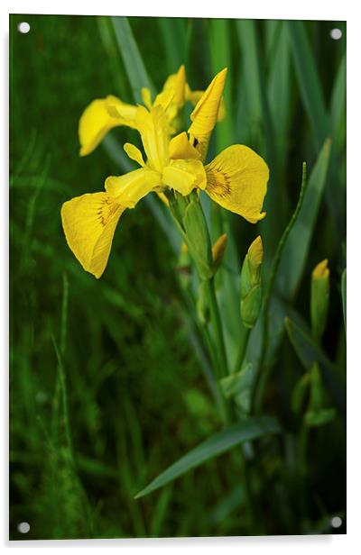 Yellow Iris and rain drops on the petals Acrylic by Jonathan Evans