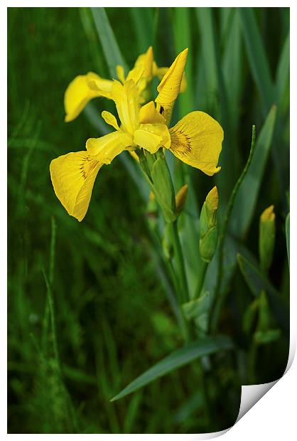 Yellow Iris and rain drops on the petals Print by Jonathan Evans