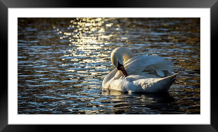 Preening Swan Framed Mounted Print by Alan Whyte