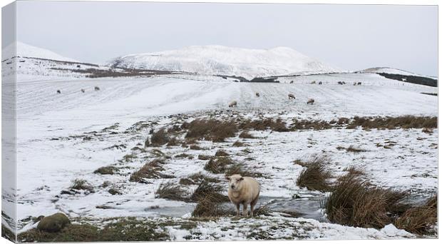  Lonely Sheep Canvas Print by Alan Whyte
