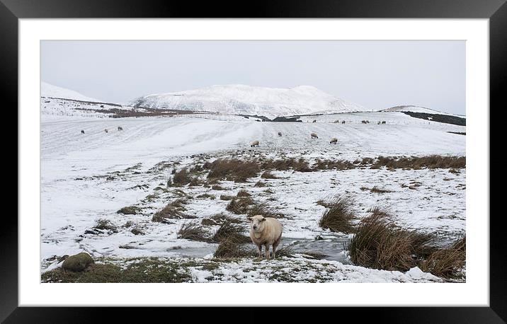  Lonely Sheep Framed Mounted Print by Alan Whyte