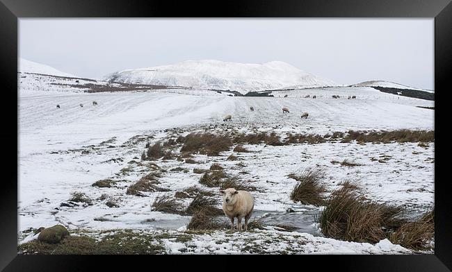  Lonely Sheep Framed Print by Alan Whyte