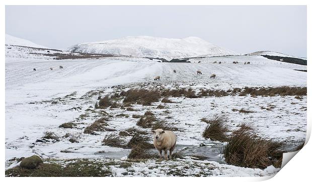  Lonely Sheep Print by Alan Whyte