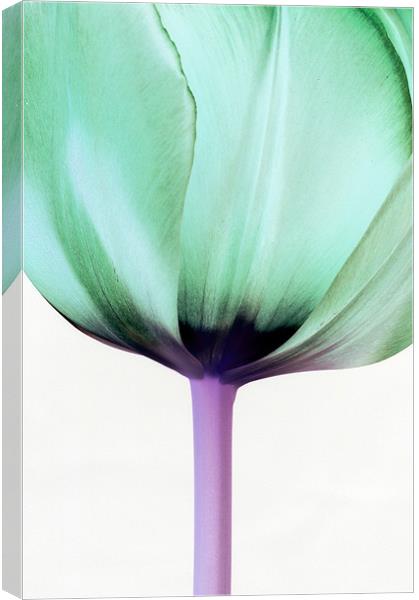 Green Tulip Canvas Print by Martin Williams