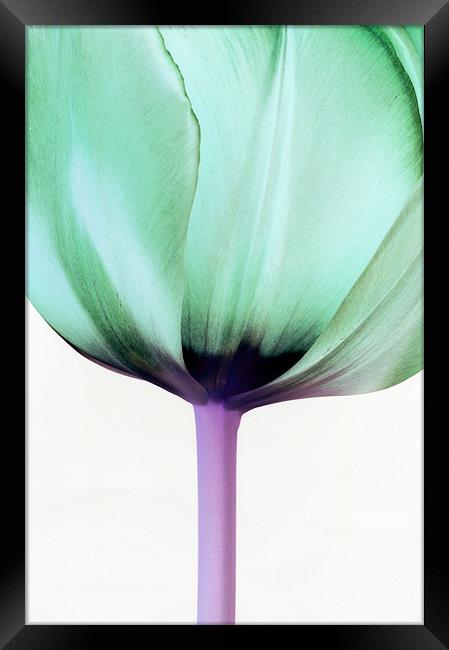 Green Tulip Framed Print by Martin Williams