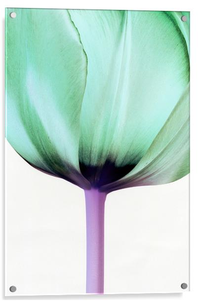 Green Tulip Acrylic by Martin Williams