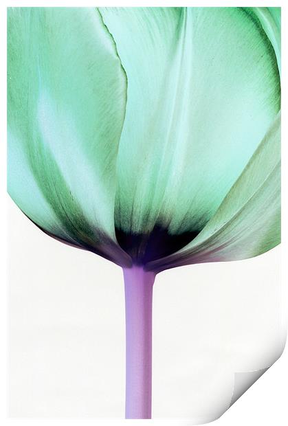 Green Tulip Print by Martin Williams