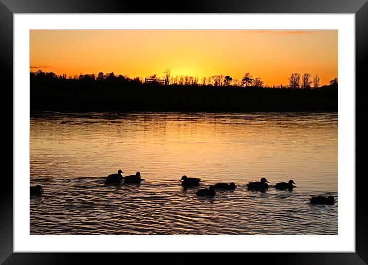 Ducks at Sunset Framed Mounted Print by Gavin Liddle