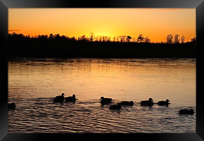 Ducks at Sunset Framed Print by Gavin Liddle