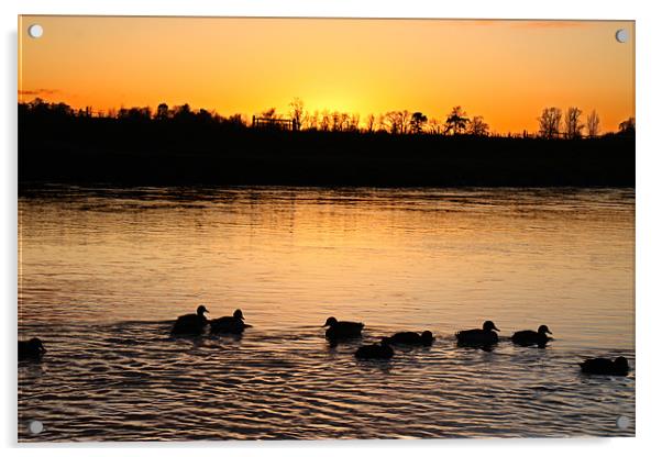 Ducks at Sunset Acrylic by Gavin Liddle