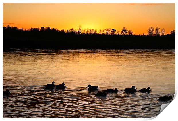 Ducks at Sunset Print by Gavin Liddle