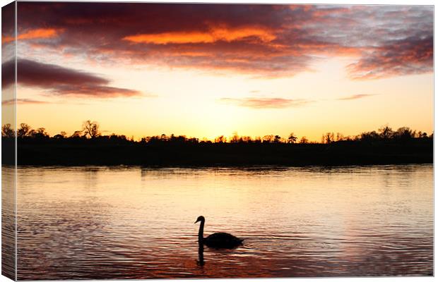 Swan at Sunset Canvas Print by Gavin Liddle