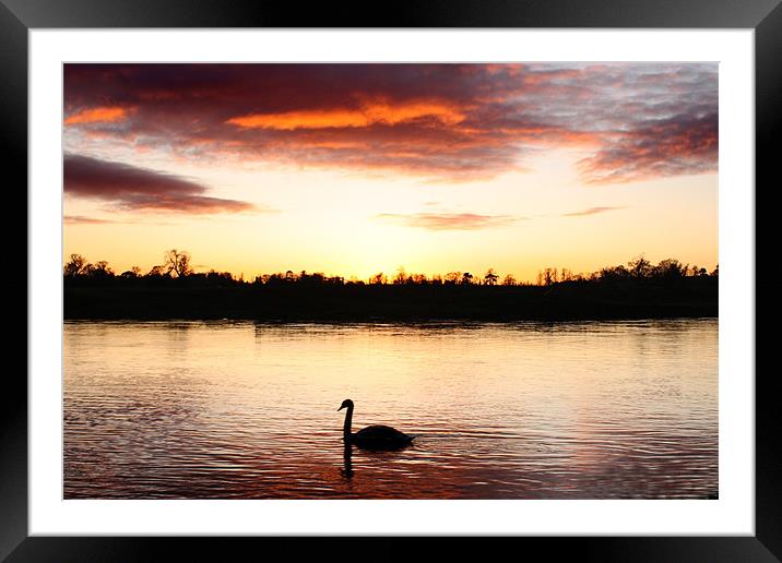 Swan at Sunset Framed Mounted Print by Gavin Liddle