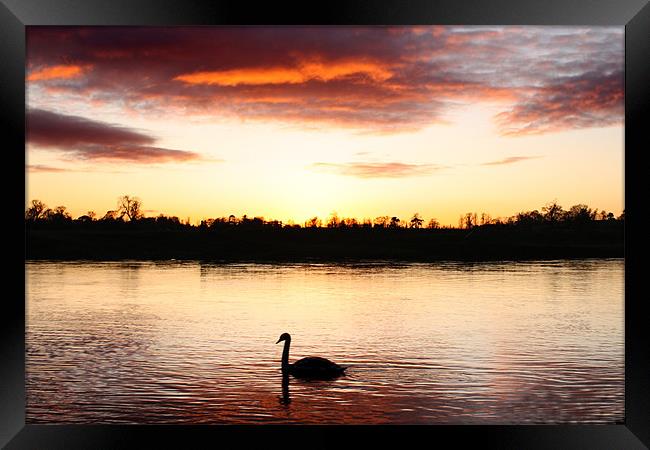 Swan at Sunset Framed Print by Gavin Liddle