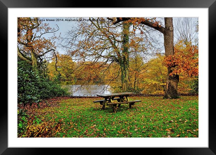  Danbury Country Park Framed Mounted Print by Diana Mower