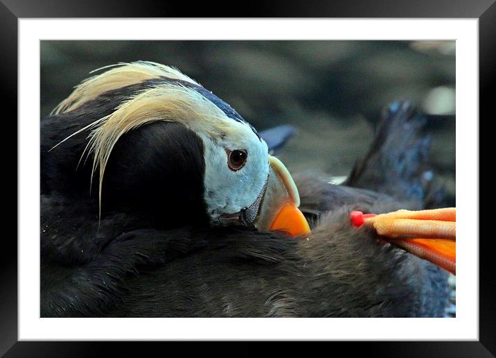  puffin Framed Mounted Print by Martyn Bennett