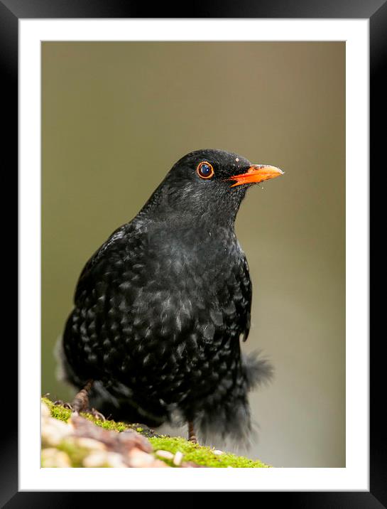  Blackbird Framed Mounted Print by Tanya Hall