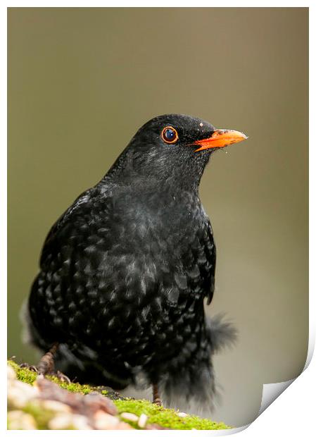  Blackbird Print by Tanya Hall