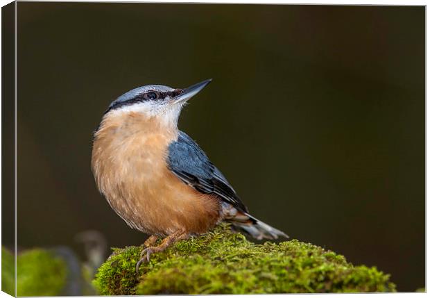  Nuthatch Canvas Print by Tanya Hall