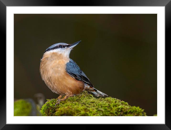  Nuthatch Framed Mounted Print by Tanya Hall