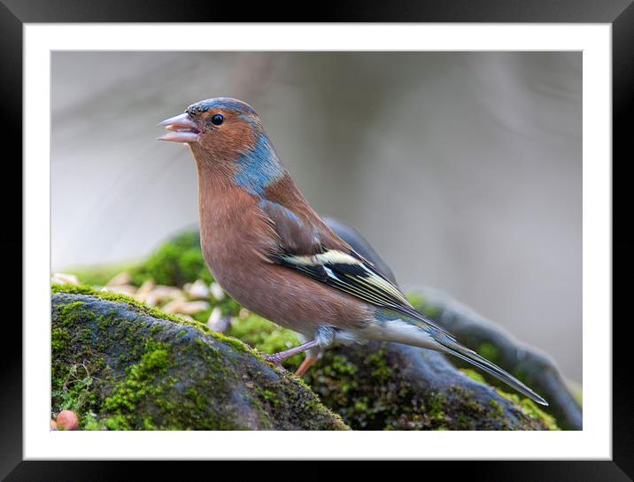 Common chaffinch Framed Mounted Print by Tanya Hall