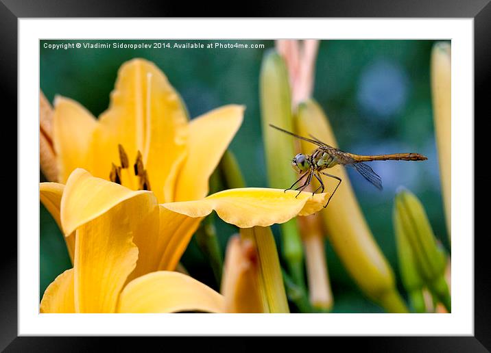 Dragonfly  Framed Mounted Print by Vladimir Sidoropolev