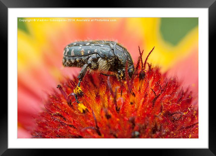  Insect Framed Mounted Print by Vladimir Sidoropolev