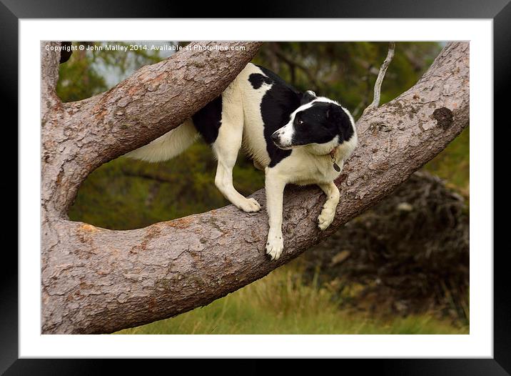  Border Collie Waiting for a Squirrel Framed Mounted Print by John Malley