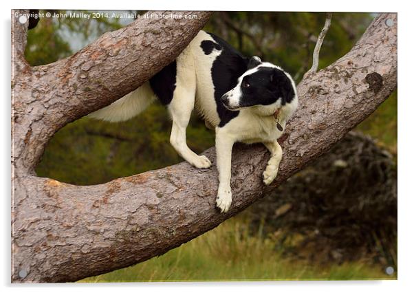  Border Collie Waiting for a Squirrel Acrylic by John Malley