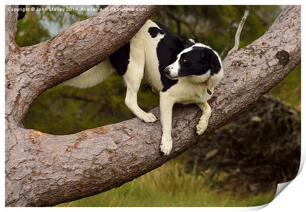  Border Collie Waiting for a Squirrel Print by John Malley