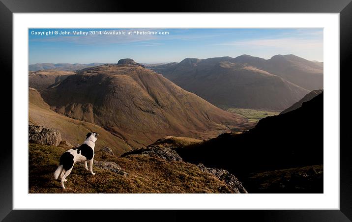  Border Collie Dog Overlooking Wasdale Framed Mounted Print by John Malley