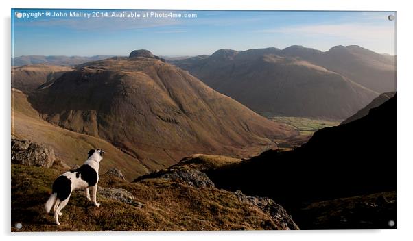 Border Collie Dog Overlooking Wasdale Acrylic by John Malley