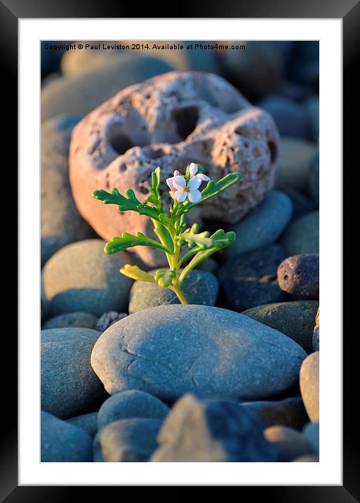 Lone Flower on the Beach Framed Mounted Print by Paul Leviston