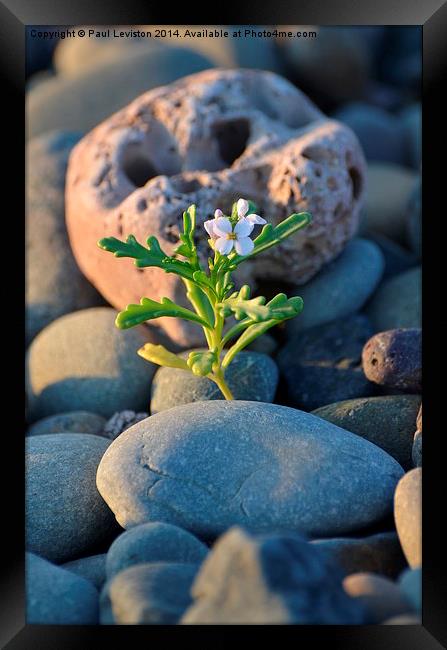 Lone Flower on the Beach Framed Print by Paul Leviston