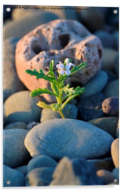 Lone Flower on the Beach Acrylic by Paul Leviston