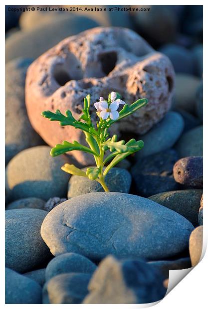 Lone Flower on the Beach Print by Paul Leviston