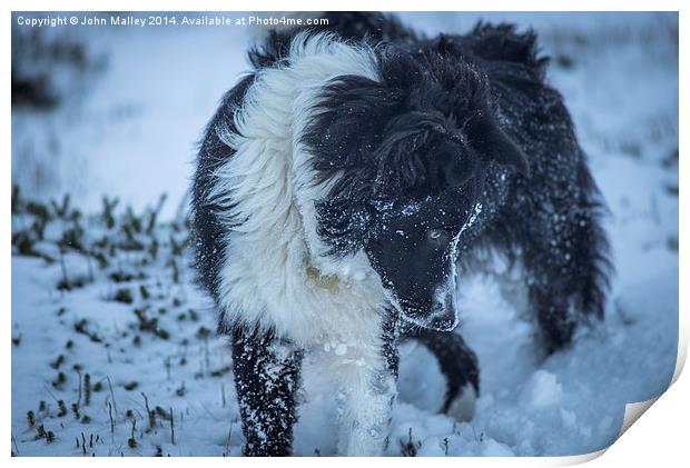  Border Collie Hunting Voles Print by John Malley