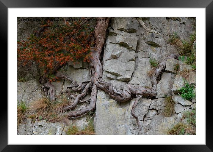 Lone Tree on a Rock Framed Mounted Print by Paul Leviston