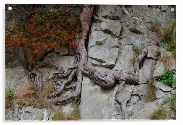 Lone Tree on a Rock Acrylic by Paul Leviston