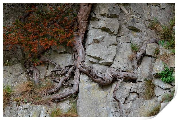 Lone Tree on a Rock Print by Paul Leviston