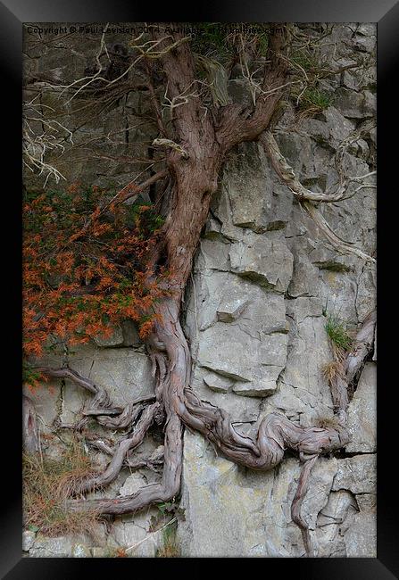 Lone Tree on a Rock Framed Print by Paul Leviston