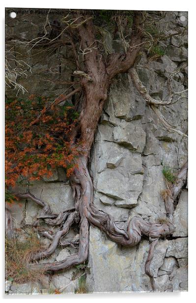 Lone Tree on a Rock Acrylic by Paul Leviston