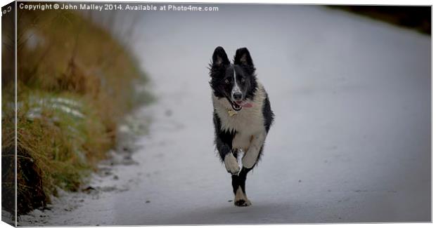  Running Free Canvas Print by John Malley