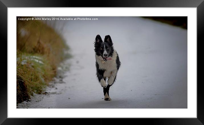  Running Free Framed Mounted Print by John Malley