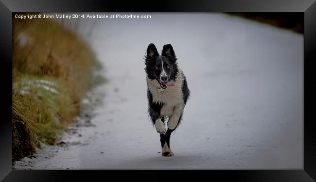  Running Free Framed Print by John Malley