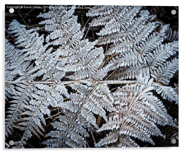 Frosty Fern Acrylic by David Oxtaby  ARPS